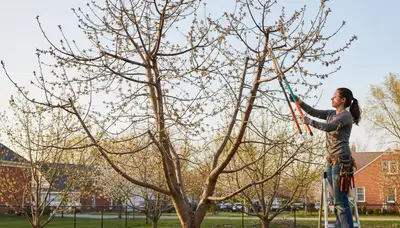 Arborist pruning fruit tree in Louisville KY backyard orchard to boost growth and harvest productivity