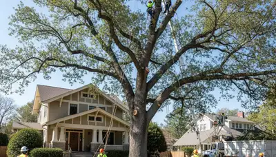 Arborists using bucket truck for large tree removal in Brooks near Louisville KY homes