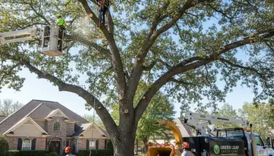 Certified arborist performing professional tree pruning in Louisville, KY for improved tree health