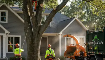 Arborist performing professional tree removal in Louisville, KY for safe residential property care