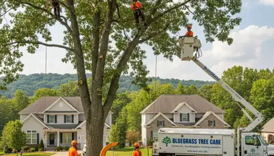 Professional tree removal service in Louisville KY safely cutting down large oak tree