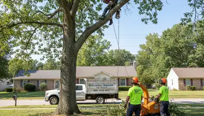 Professional tree removal service in Louisville KY by certified arborists