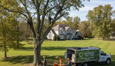 Professional tree removal service in Louisville KY safely cutting and clearing large oak tree