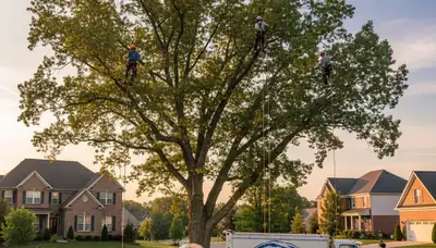 Professional tree removal service in Louisville KY safely cutting and hauling large oak tree