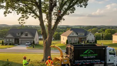 Professional tree removal service in Louisville KY safely cutting and hauling large oak tree