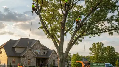Professional tree removal service in Louisville KY safely cutting down large oak tree