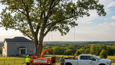 Professional tree removal service in Louisville KY safely cutting down large oak tree
