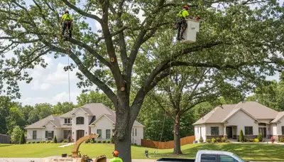 Professional tree removal service in Louisville KY safely cutting down a large oak tree