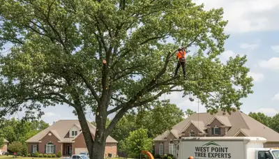 Professional tree removal service in Louisville KY by certified arborists