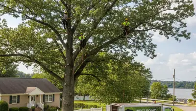 Professional tree removal service in Louisville KY safely clearing residential property trees