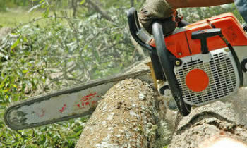 Tree Removal in Louisville KY Tree Removal Quotes in Louisville KY Tree Removal Estimates in Louisville KY Tree Removal Services in Louisville KY Tree Removal Professionals in Louisville KY Tree Services in Louisville KY